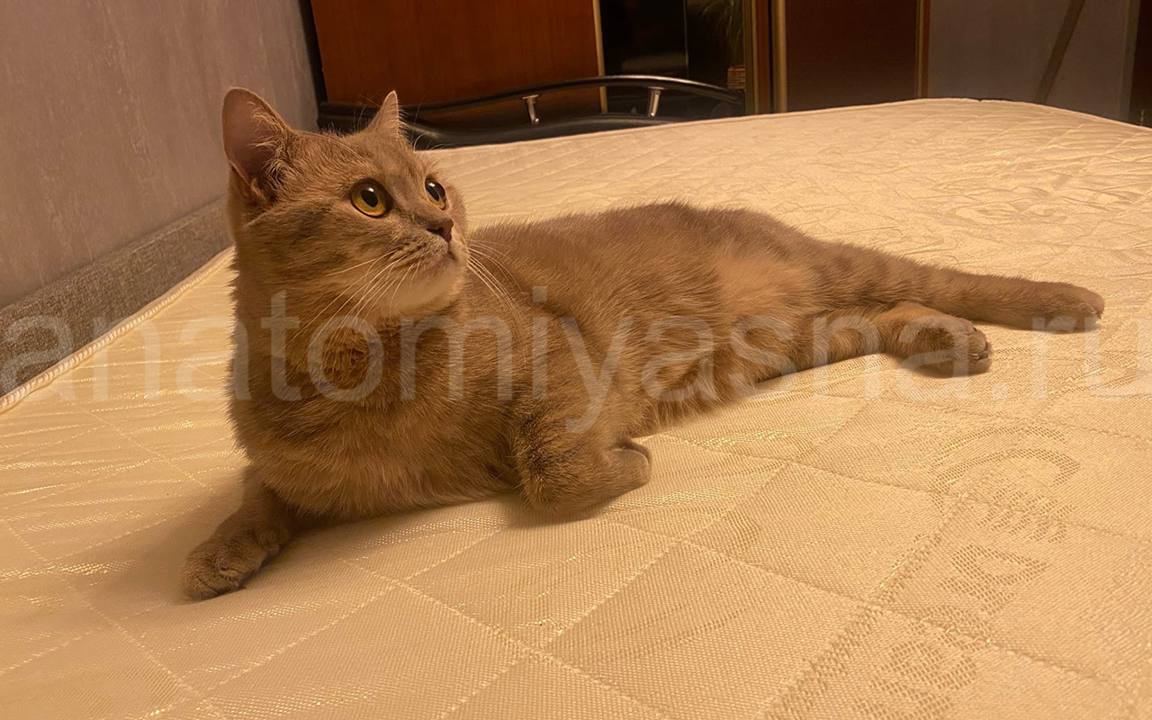 отзыв о Матрас DreamLine DreamRoll Classic Roll Slim фото 2